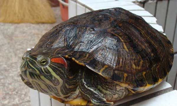 ��������̬����