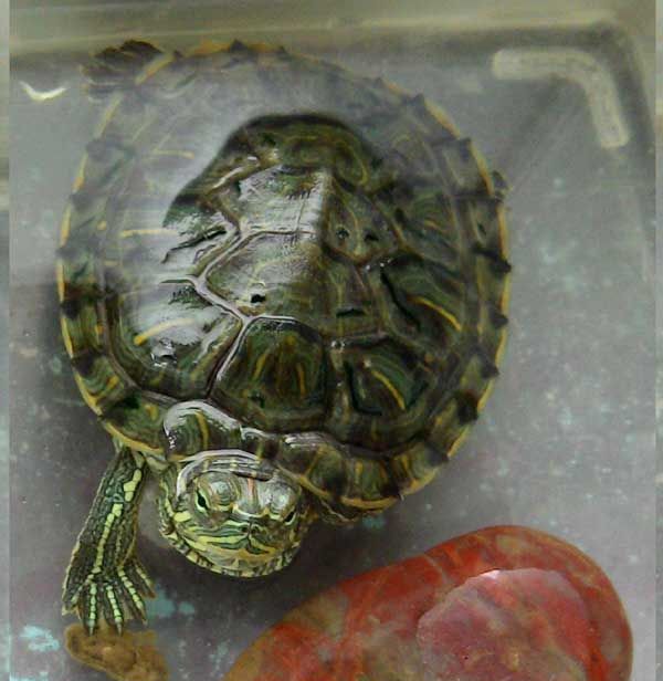 �������˹���ֳ