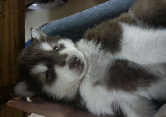 ����˹��Ȯ�Ը�