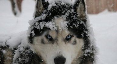 ����˹��Ȯι����ʶ