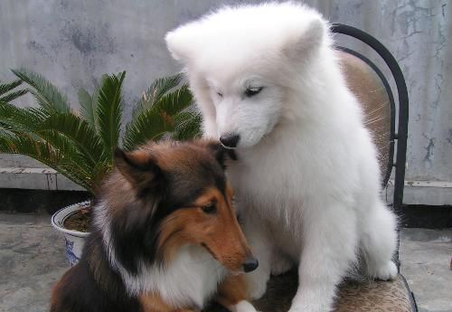 ��ĦҮ����ǰ�ر�֪ʶ