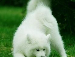 ��ĦҮע������