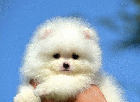 ����Ȯ��ʳ