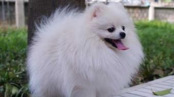 ����Ȯ���˶���