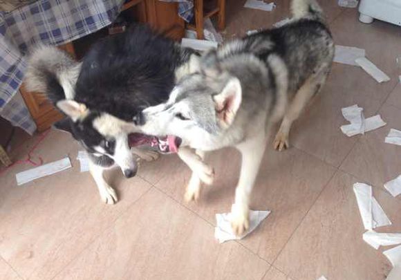 ��ʿ���Ը���ص�