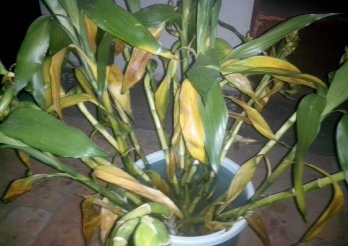 ���β������𸻹���Ҷ�ӷ���