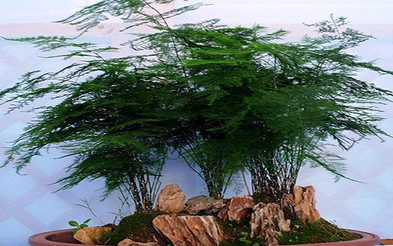 ����Ҷ�ӷ���֮ǿ��