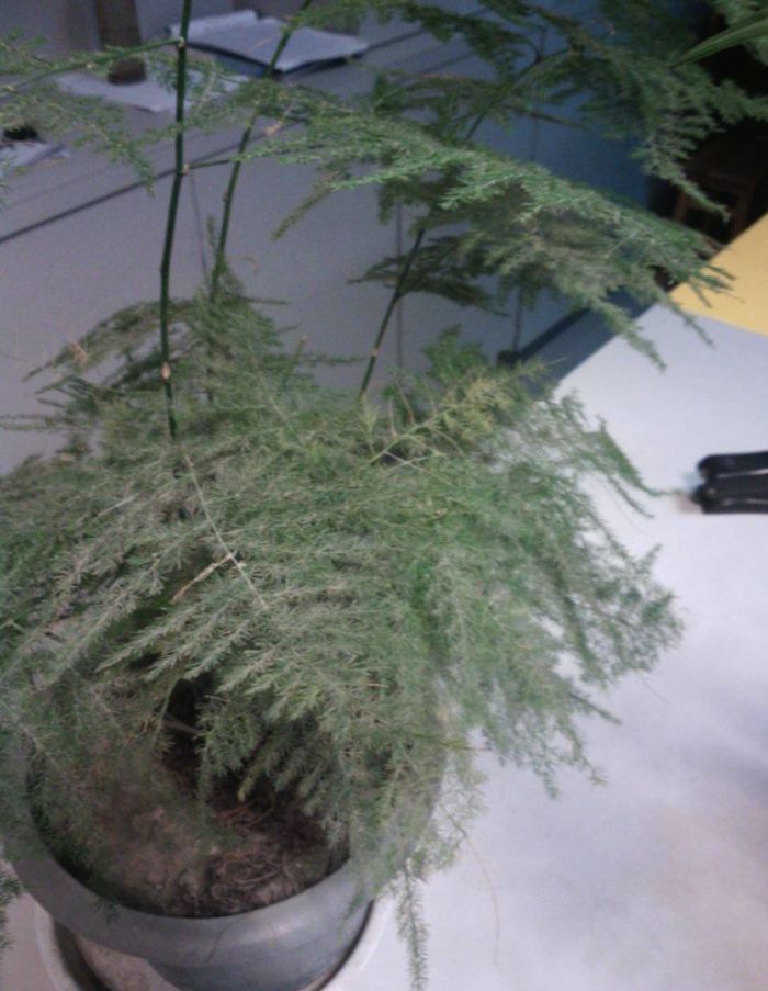 ����Ҷ�ӷ���֮��ˮ