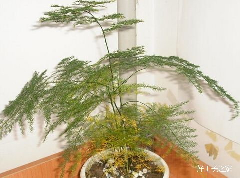 ����Ҷ�ӷ���֮����