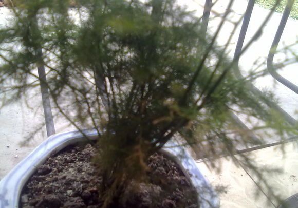 ����Ҷ�ӷ���֮���溦