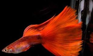 ��ȸ����β����