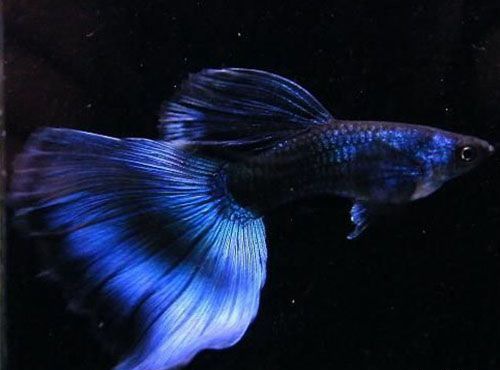 ��ȸ����βԤ��