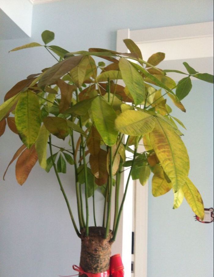 ������Ҷ�ӷ�����ô��֮����