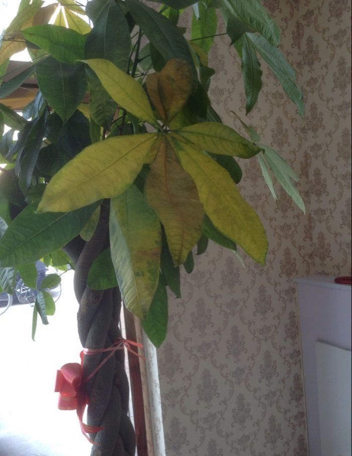 ������Ҷ�ӷ�����ô��֦֮Ҷ̫��ï��