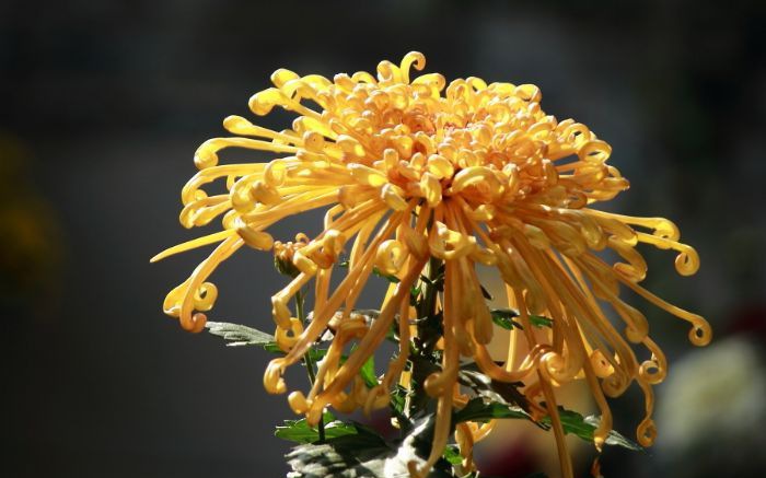 �ջ�Ʒ�ַ���