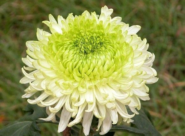 �ջ�ҩ������