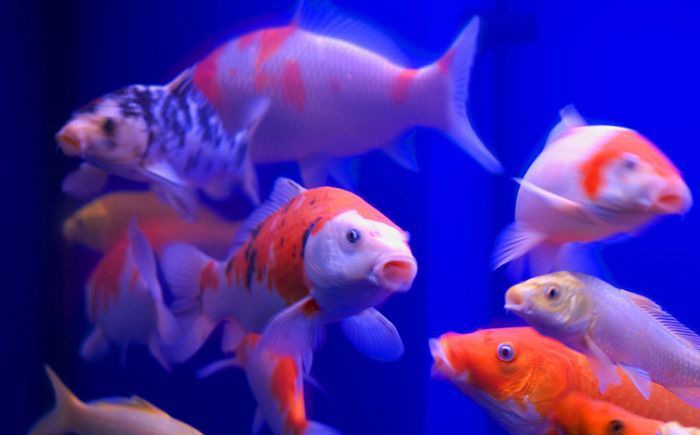 ���㼼��--��������