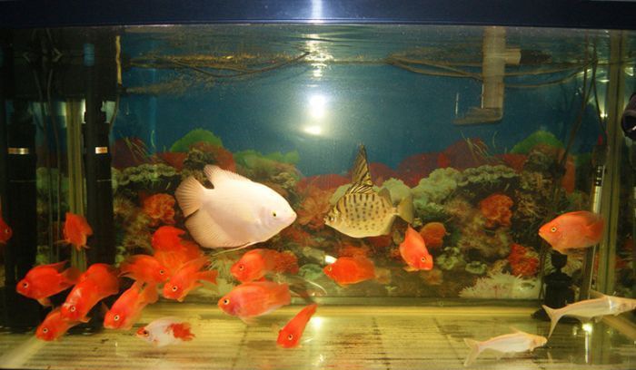 ���㼼��--Ͷ������