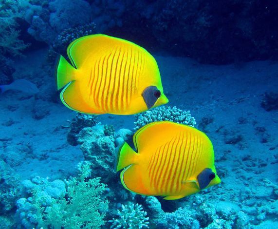 �����ע������