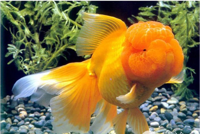 ���㼼��--ˮ�ļ���