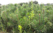 �����ɵ���̬����