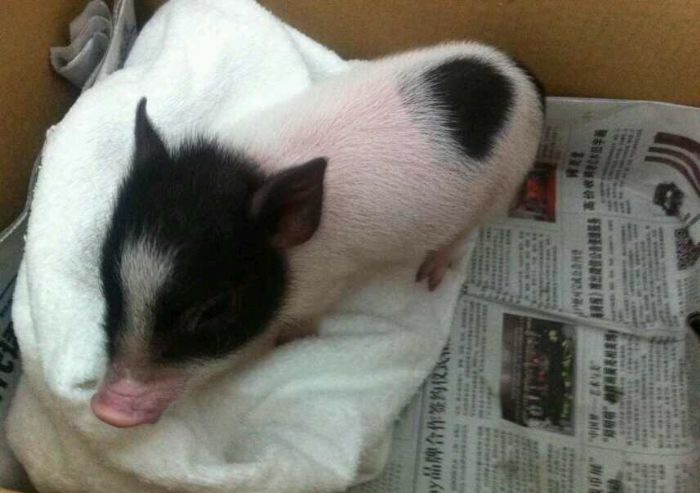 С����Ʒ��