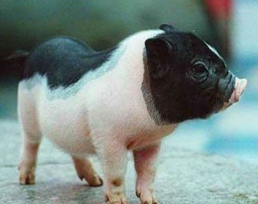 С�����ص�