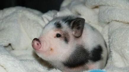 С��������