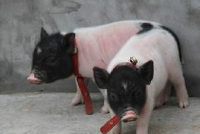 С������ֳ