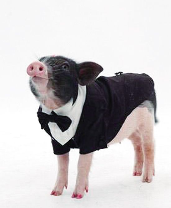 С��������Ǯһֻ