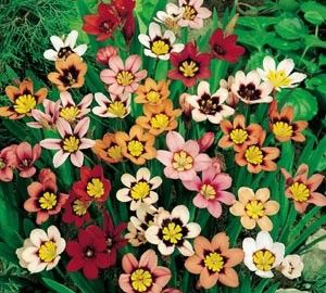 ��Ǩ֮ϲ�ͻ���ף��