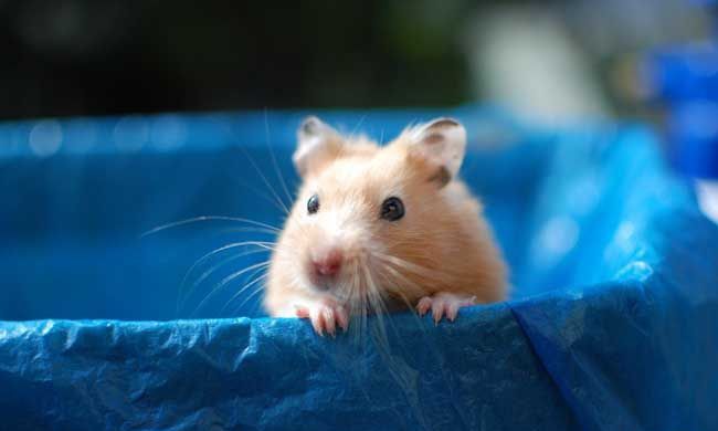 ��˿����������