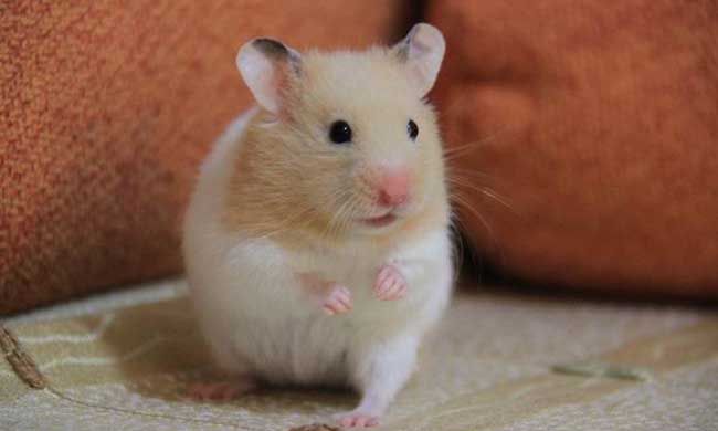 ��˿������ϰ��