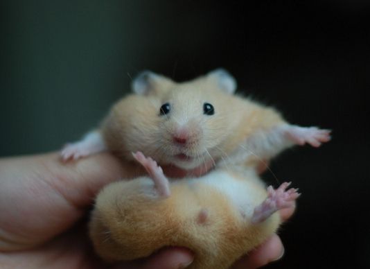 ��˿��ʳ��ѡ��