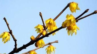 ��÷����ֲ