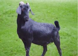 �ڹ���Ʒ�ָ���