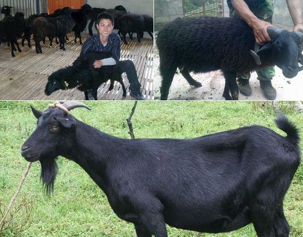 �ڹ�����������