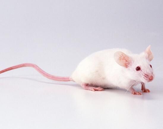 ������ҧ��Ѫ�취֮ע����Ϣ