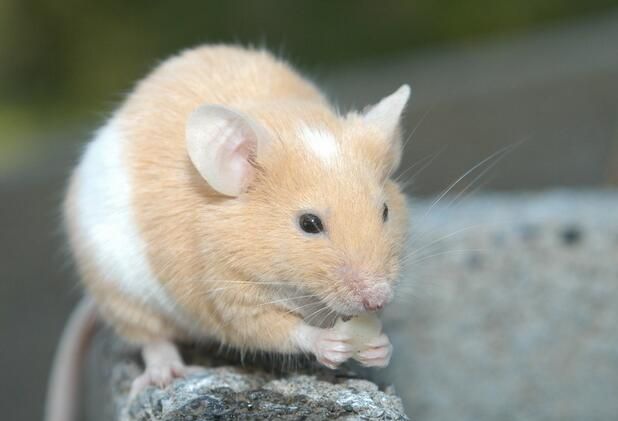 ������ҧ��Ѫ�취֮��������