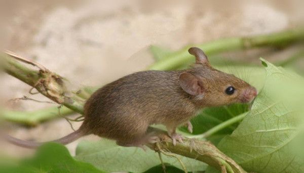 ������ҧ��Ѫ�취֮ע������