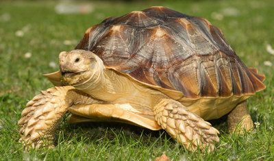 �ڹ���������