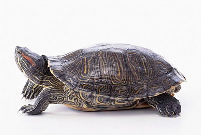 �ڹ��������