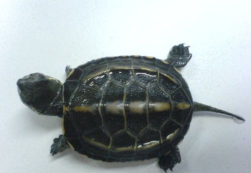 �ڹ궬��ʱ��