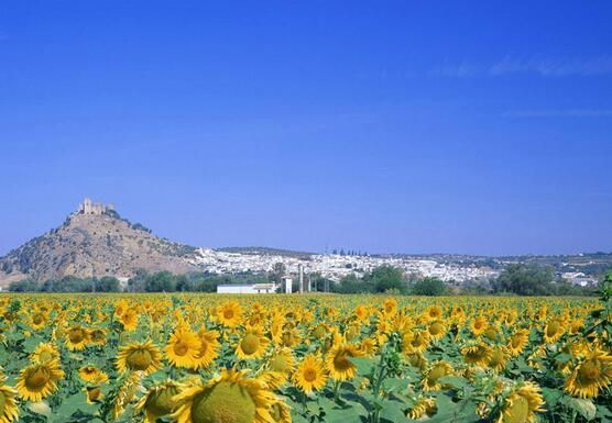 ����������ǩ֤������ע