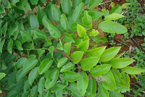 �ƻ�������۸�