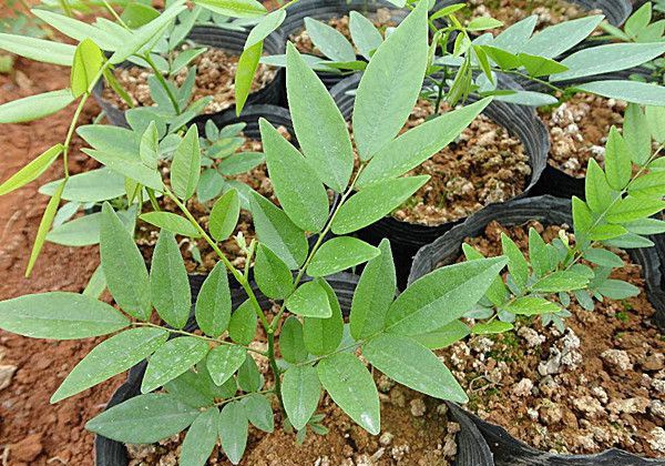 �ƻ���������𷽷�