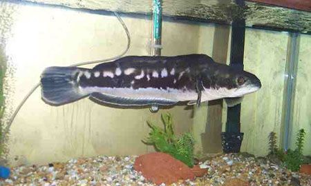 Ǧ������