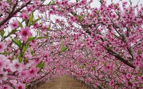 ������ƺ�����