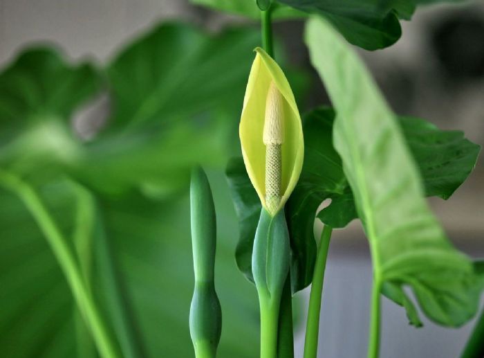 ��ˮ����