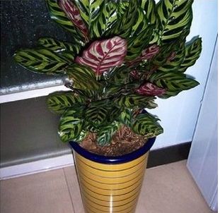 ��ƻ������